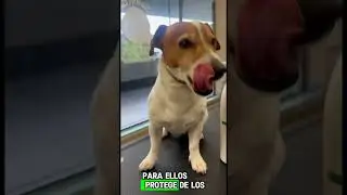 OZONOTERAPIA EN PERROS