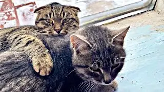 Adorable young cats / cat homosexuality?