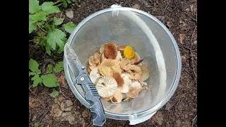 За грибами #2. Заблудился.