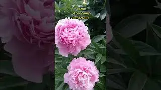 🌺🥰Пионы,обзор сортов САРА БЕРНАР, АЛЕКСАНДР ФЛЕММИНГ, ЩЕРБЕТ,ПИНК,КАРЛ РОЗЕНФИЛД 