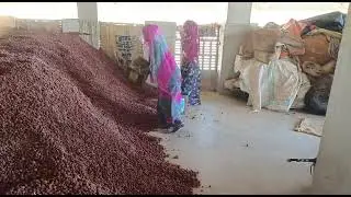 Dry Unnab/Ber/Jujube available| Dried ber/Unnab/Jujube Supplier in India.