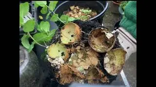 Mint plant preparation for winter