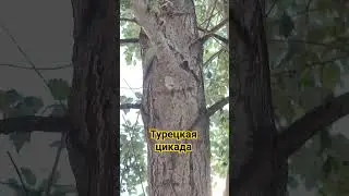 Турецкие большие мухи, которые громко стрекочут. #турция