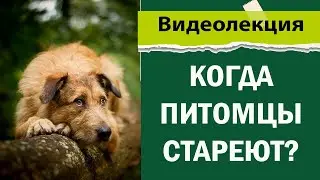 Уход за пожилыми питомцами