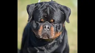 DOCTOR TIMIT TOR || DOG SHOW PERFORMANCE || BEST IN SHOW || ROTTWEILER ||