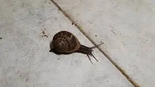 ברל'ה התעורר: שבלול הגינה Cornu aspersum Garden Snail