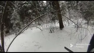 Охота на беляка с гончими