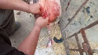 Кастрация  кабанчиков