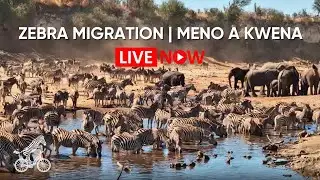 LIVE: Zebra Migration at Meno a Kwena | Botswana Wildlife Safari Cam