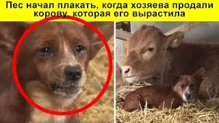 Пес начал плакать, когда хозяева продали корову, которая его вырастила