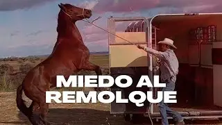 CABALLO CON PÁNICO al transporte
