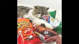 СМЕХ приколы людей и животных 7