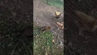 Backyard chickens!