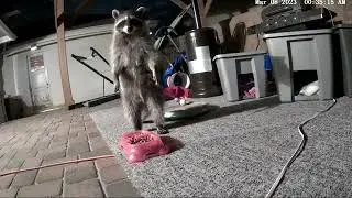 Racoon Chaos