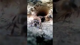 ‼️ПЧЕЛА ЗАСЕКЛА СКРЫТУЮ КАМЕРУ‼️