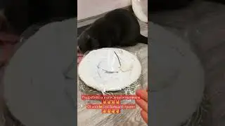 Поле Чудес Кот РАЗЫГРЫВАЕТ свой любимый комплекс (всё в видео распаковка игрушек)