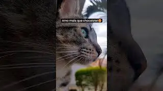 Amo mais que tudo! #shorts #felinoslindos #amamosgatos #catlover #cat #pets
