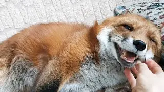 Giggling fox wags her tail