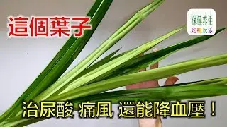 這個葉子不僅治療尿酸，痛風，降血壓，還能抗癌！