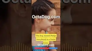Dog That Got Stuck From Sewer Finds Fur-Ever Home? #shorts #dogs #dogshorts (OctaDog.com)