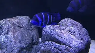 Gibberosa Blue Zaire Moba