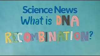What is DNA recombination? | Science News