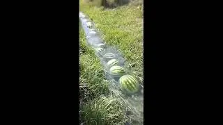 анимация с участием часть 63