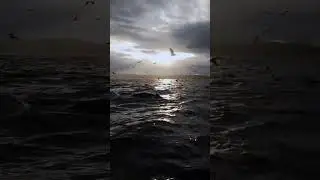 Вау, горбатый кит!!!