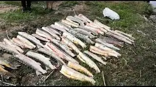 Три астраханца нанесли федеральным рыбным запасам ущерб в 5,8 миллиона рублей