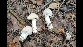 Колпак кольчатый в Наро-Фоминске