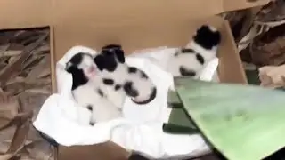 Little Cat Family Was Abandoned in a Shoebox at Midnight