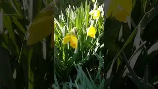 Красивая мелодия для души. Весеннее настроение