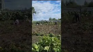 #shorts Приехали к тёще 😁