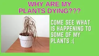 Why are my plants dying?