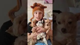 Уговорил маму купить СОБАКУ 🐕🦮🐕‍🦺Вайны 
