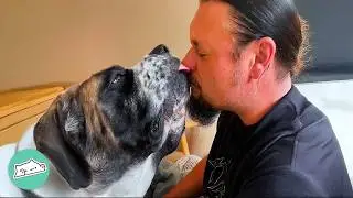 Huge Dogs Make People Fall In Love With Them | Cuddle Buddies