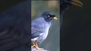 Charping of Starling | Some beautiful Indian birds @Technophotography