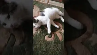 #котики