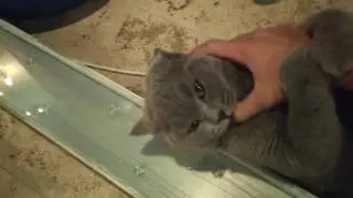 Юзабельный кот