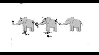 The direction of DNA