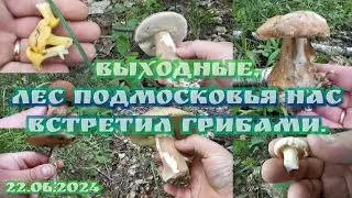 Новость. Кто захочет посмотрит и увидит. Грибы в подмосковье 22.06.2024.