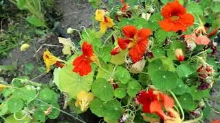 HOW TO EAT NASTURTIUMS: QUICK TIPS