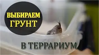 THE SOIL IN THE TERRARIUM / HOW TO CHOOSE?? /LAST FEEDING SNAKES WITH CALCIUM / COMPLETED THE COURSE