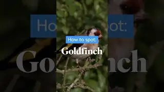 Dr. Amir Khan introduces us to this beautiful garden bird #biggardenbirdwatch #birds #goldfinch