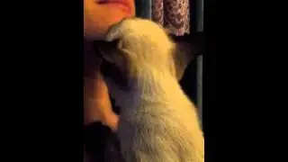 кот сосун. the cat sucks