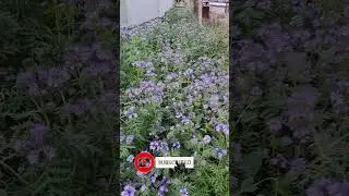 Фацелия медоносная #одесса #flowers #жизнь #красота