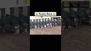 😂 Funny Bulldog race - must see. #Shorts #FYP #GoViral #DogLover