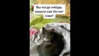 Как бегает сова?