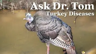 Ask Dr. Tom : Turkey Diseases
