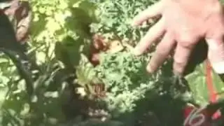 How to attract Bees to your Garden